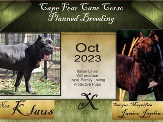 Klaus Custodi Nos x Sangue Magnifica Zoe- Litter born 12/17/23