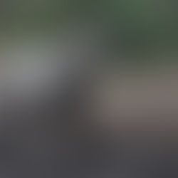 Avalanche's Sally - Foundation Female