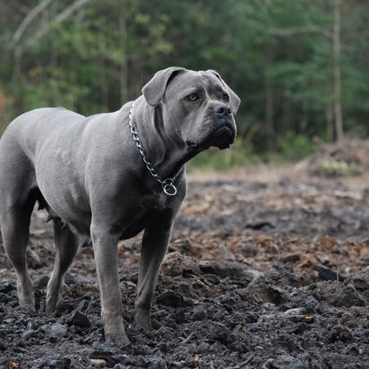 Avalanche's Sally - Foundation Female