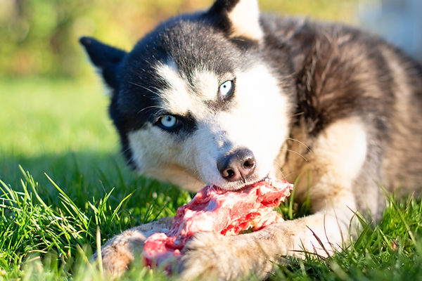 Husky dog eat bone on meadow. Close up.jpg