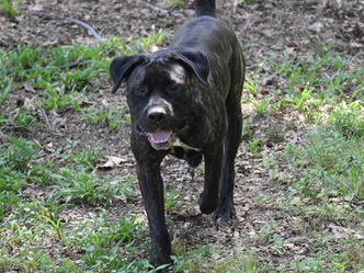 Solo - Kralj x Champagne Litter 1 yr old N. Male Available