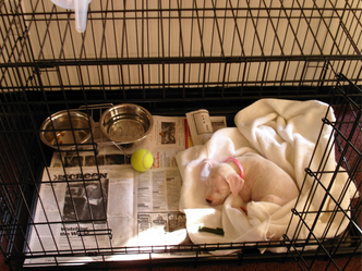 How to Crate Train your puppy