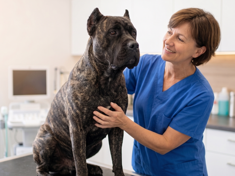 Pet Titer Testing 101: A Pet Parent’s Guide to Smarter Vaccinations