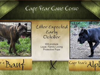 Cape Fear's Banf x Cape Fear's Alphina Litter born 10/10/23 - 8 wks on Dec 5th.
