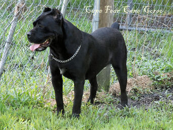 Cape Fear's Sophia