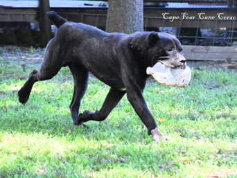 Cape Fear's Bruno