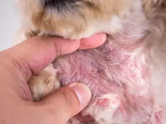 Is Your Dog Chronically Itchy or Smelly? Could Be Yeast.....