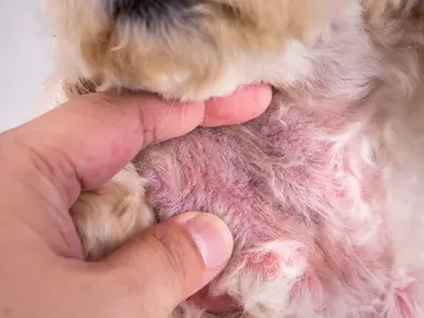 Is Your Dog Chronically Itchy or Smelly? Could Be Yeast.....