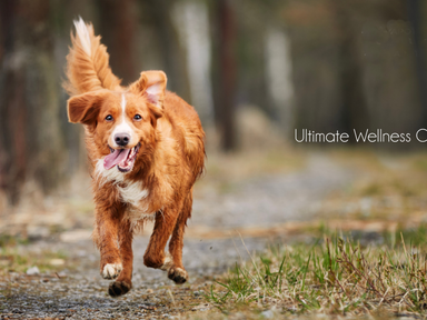 Unlocking Optimal Canine Health: