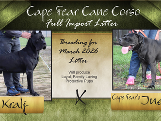 Kralj x India now breeding