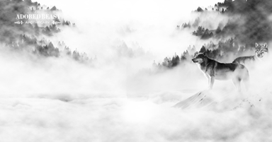 First Ever Ancestral Pre and Probiotics for Dogs: Looking Back to Move Forwardby Julie Anne Lee, DCH RCSHom | Nov 18, 2022 