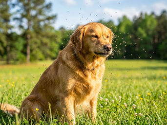 A dog surrounded by mosquitos