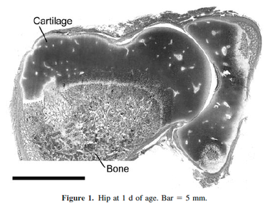 The 10 most important things to know about canine hip dysplasia.