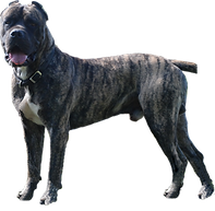 Rocky_edited.png