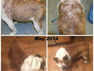 The Effect of Atopic Dermatitis and Diet on the Skin Transcriptome in Staffordshire Bull Terriers