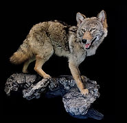 coyote 8.jpg