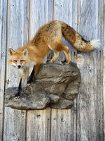 fox 7.jpg
