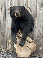 bear 12.jpg
