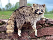 coon.jpg