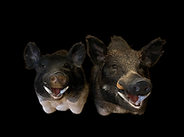 boars.png
