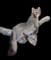 gray fox 3.jpg