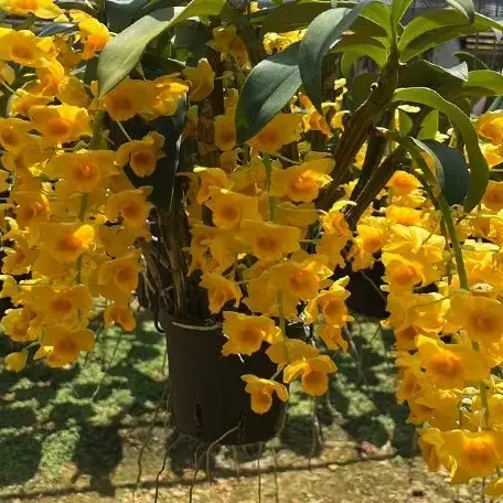 'Yellow Yuan' Orchid - Dendrobium Griffithianum 4"