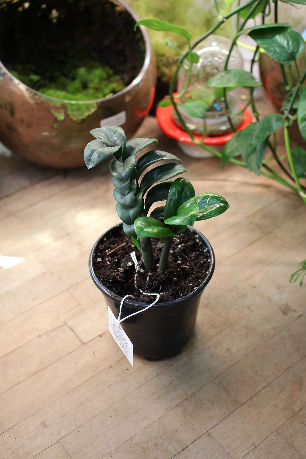 Thumbnail: Zamioculcas zamiifolia 'Zenzi' ZZ Plant 4"