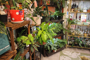 Birch Tree Books | Leesburg's Independent Bookstore