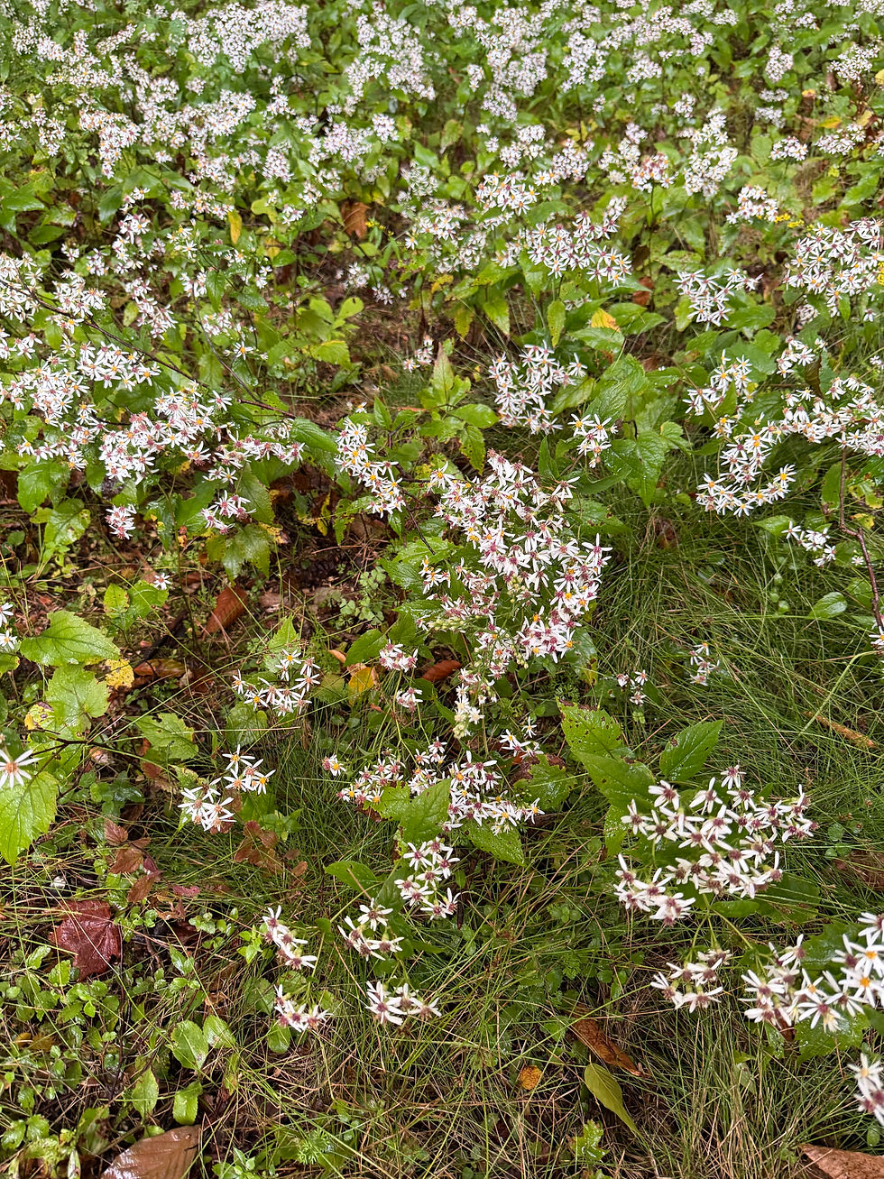 Closeup of White Wood Aster.