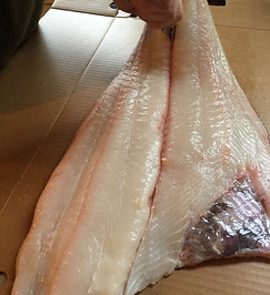 Fresh Halibut.jpg