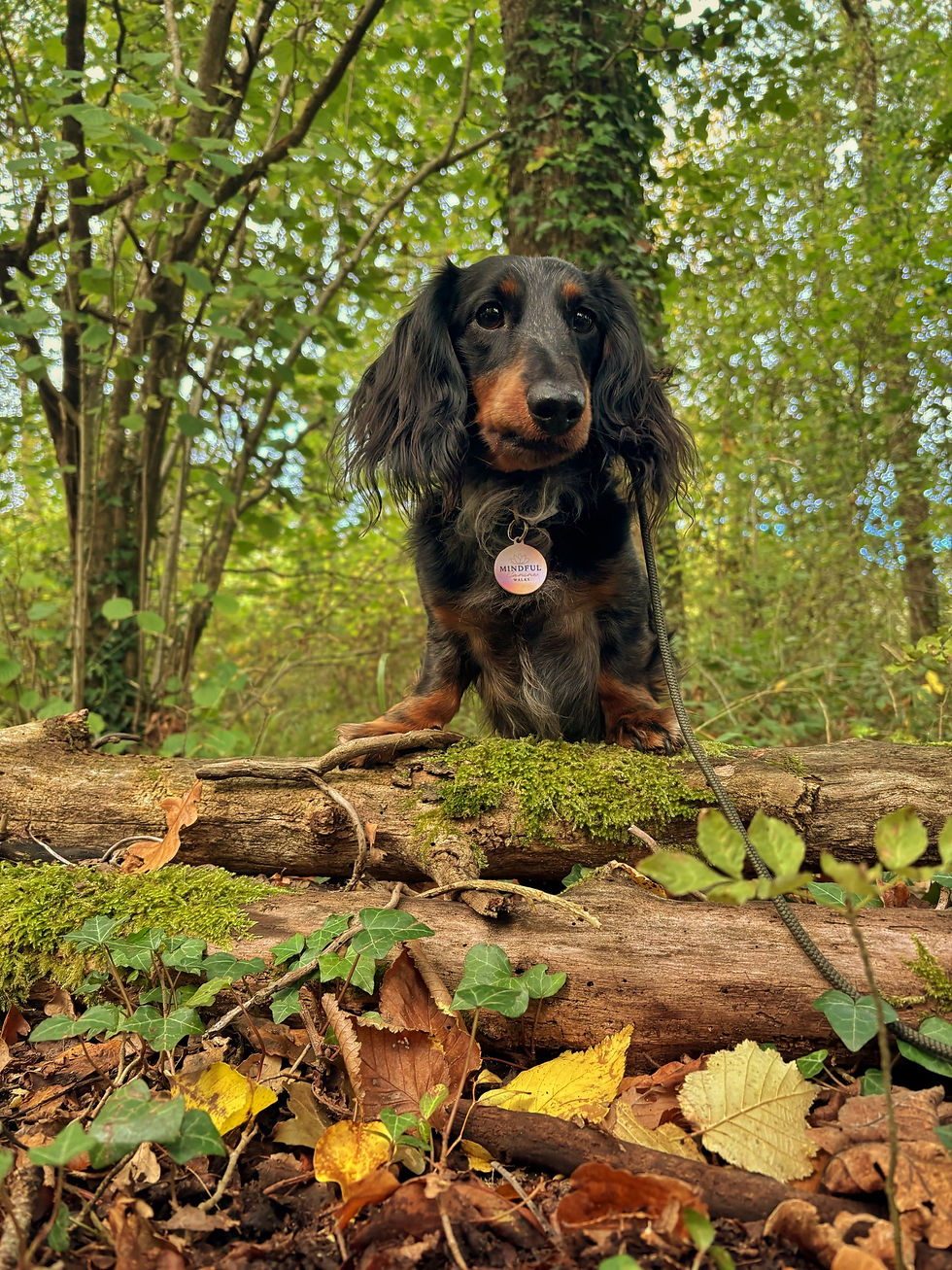 Mindful Canine