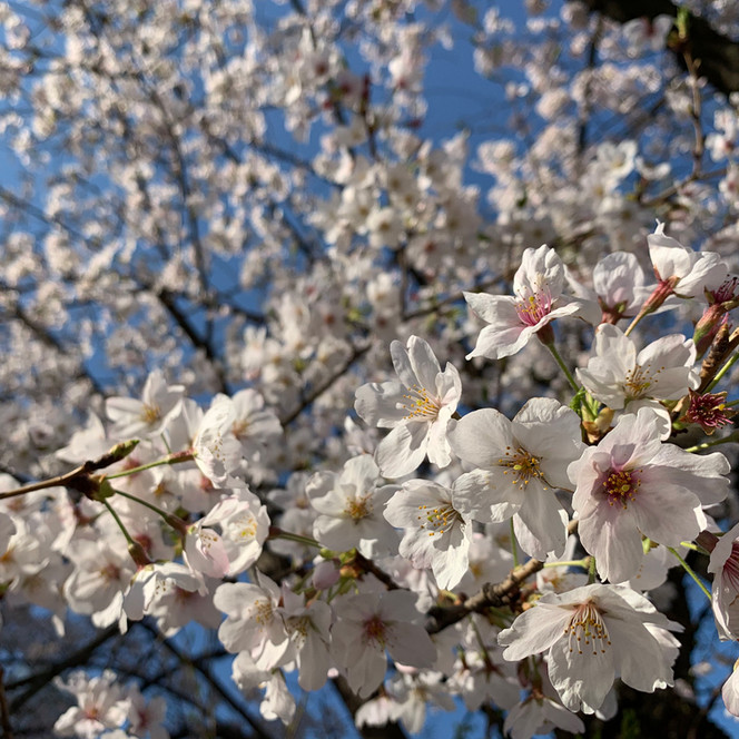 今年もきれいに咲きました。