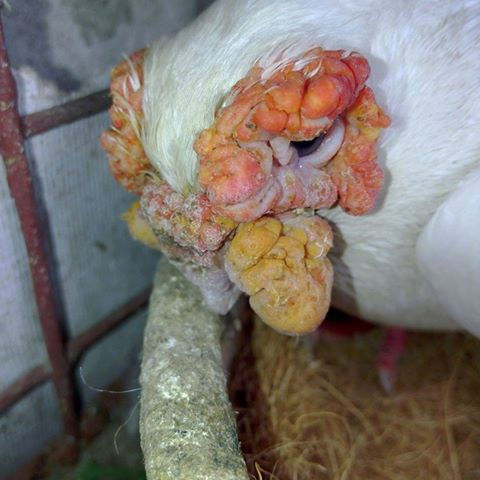 13557748_1568873956752741_645852064019383859_n