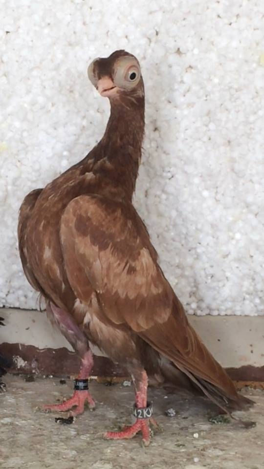 10659335_858013794283230_3823057682269413960_n