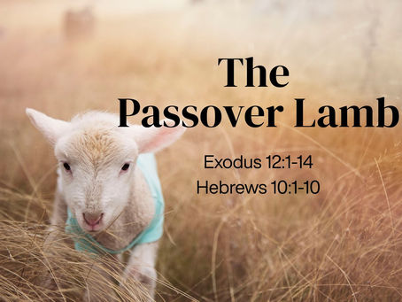 lamb in tall grass passover easter