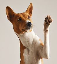 Dog Waving Paw_edited.jpg