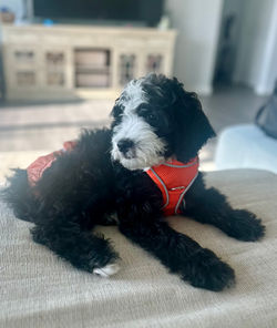 Mini Bernedoodle Peach & Pawmetto Smiths Station AL