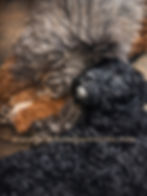 Tri Merle Mini Bernedoodle Smiths Station AL