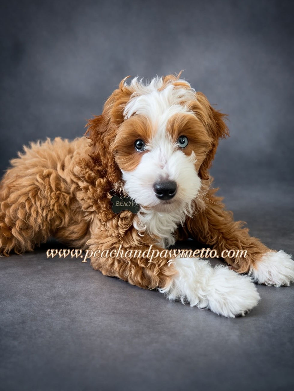 Red Bernedoodle Georgia Florida Alabama