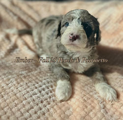 Mini Bernedoodle Peach & Pawmetto Smiths Station AL