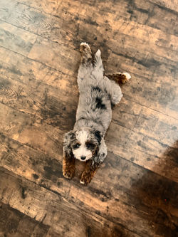 Mini Bernedoodles Fort Pierce FL