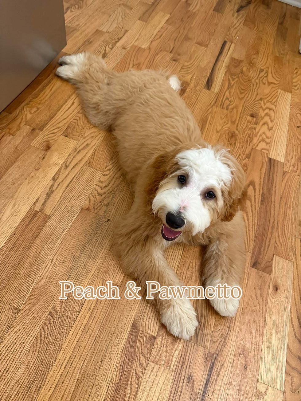 Mini Bernedoodle Peach & Pawmetto Smiths Station AL