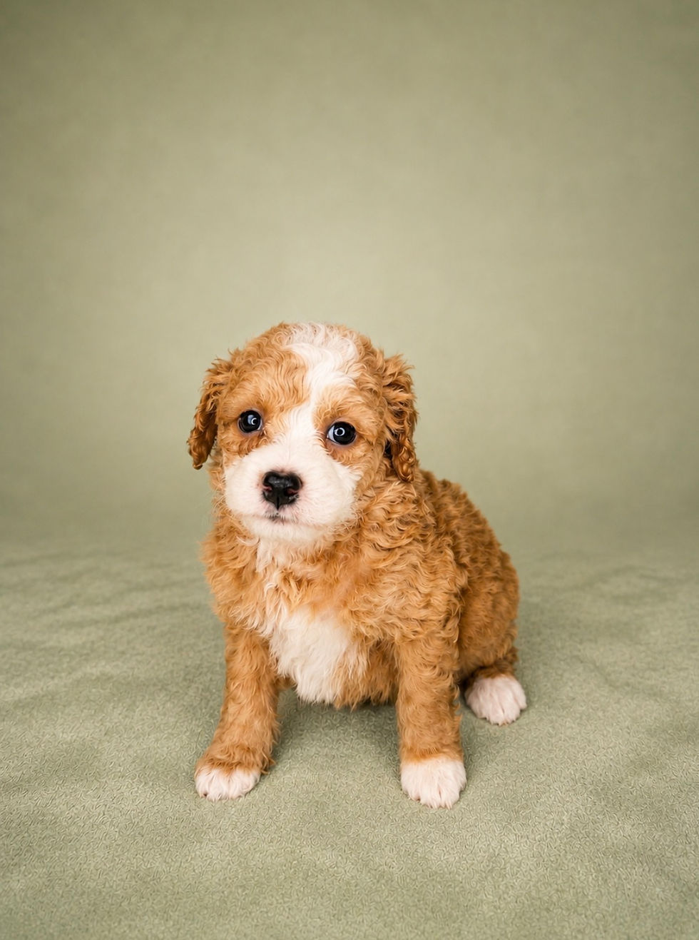 Red Tuxedo Mini Bernedoodle _ Smiths Station AL _ Auburn AL _ Columbus GA _ Atlanta GA