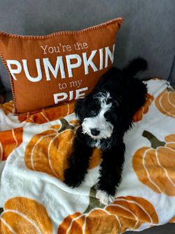 Mini Bernedoodle Peach & Pawmetto Smiths Station AL