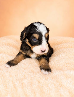 Tri Color Mini Bernedoodle Puppy | Smiths Station AL | Auburn AL | Columbus GA | Atlanta G