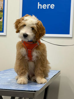 Mini Bernedoodle Peach & Pawmetto Smiths Station AL