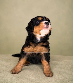 Tri Color Mini Bernedoodle Puppy _ Smiths Station AL _ Auburn AL _ Columbus GA _ Atlanta G