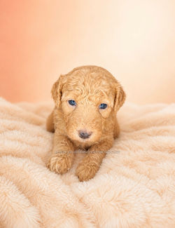 Red Mini Bernedoodle | Smiths Station AL | Auburn AL | Columbus GA | Atlanta GA