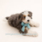 Tri Merle Mini Bernedoodle Smiths Station AL