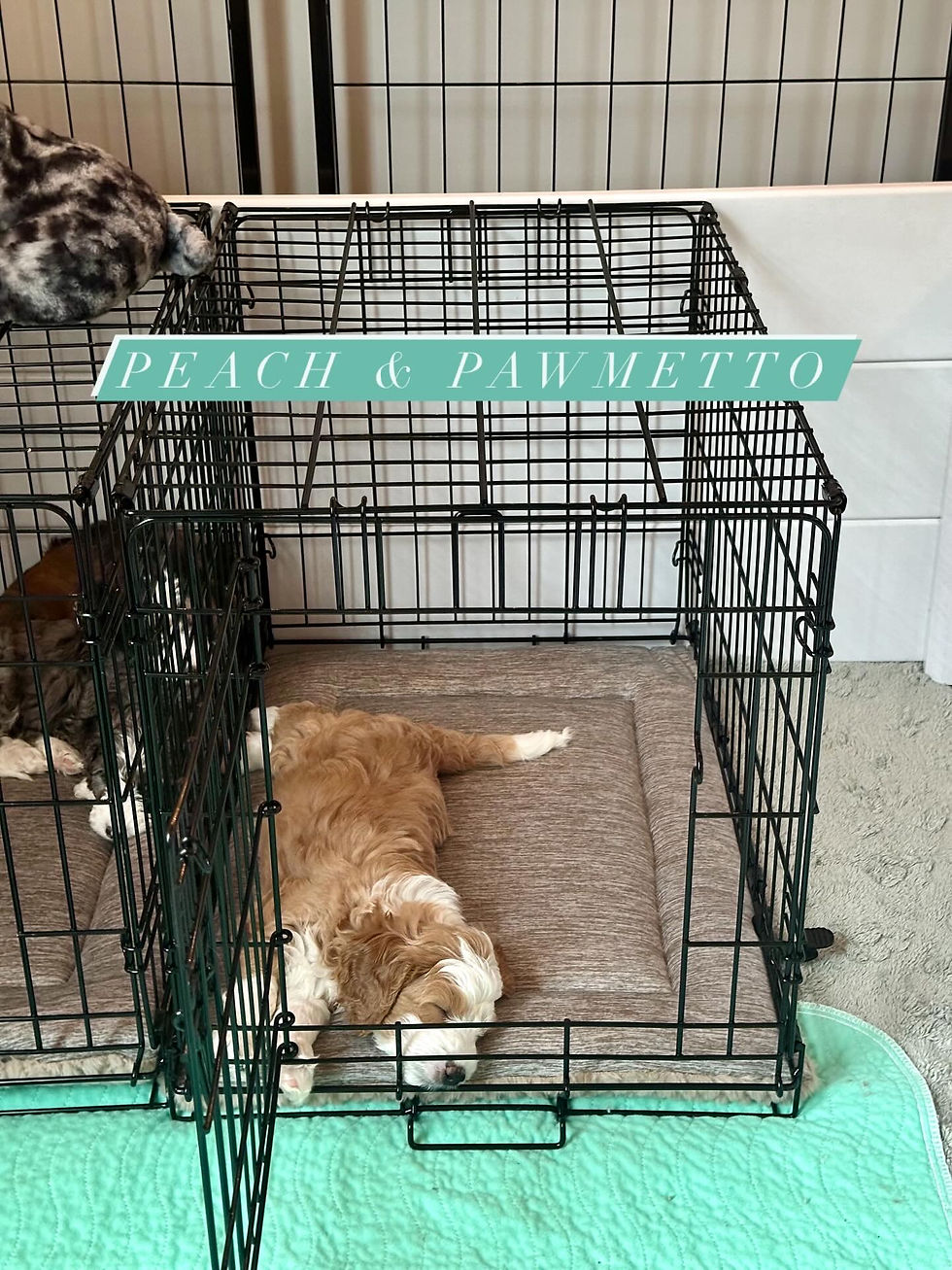 Mini Bernedoodle Peach & Pawmetto Smiths Station AL